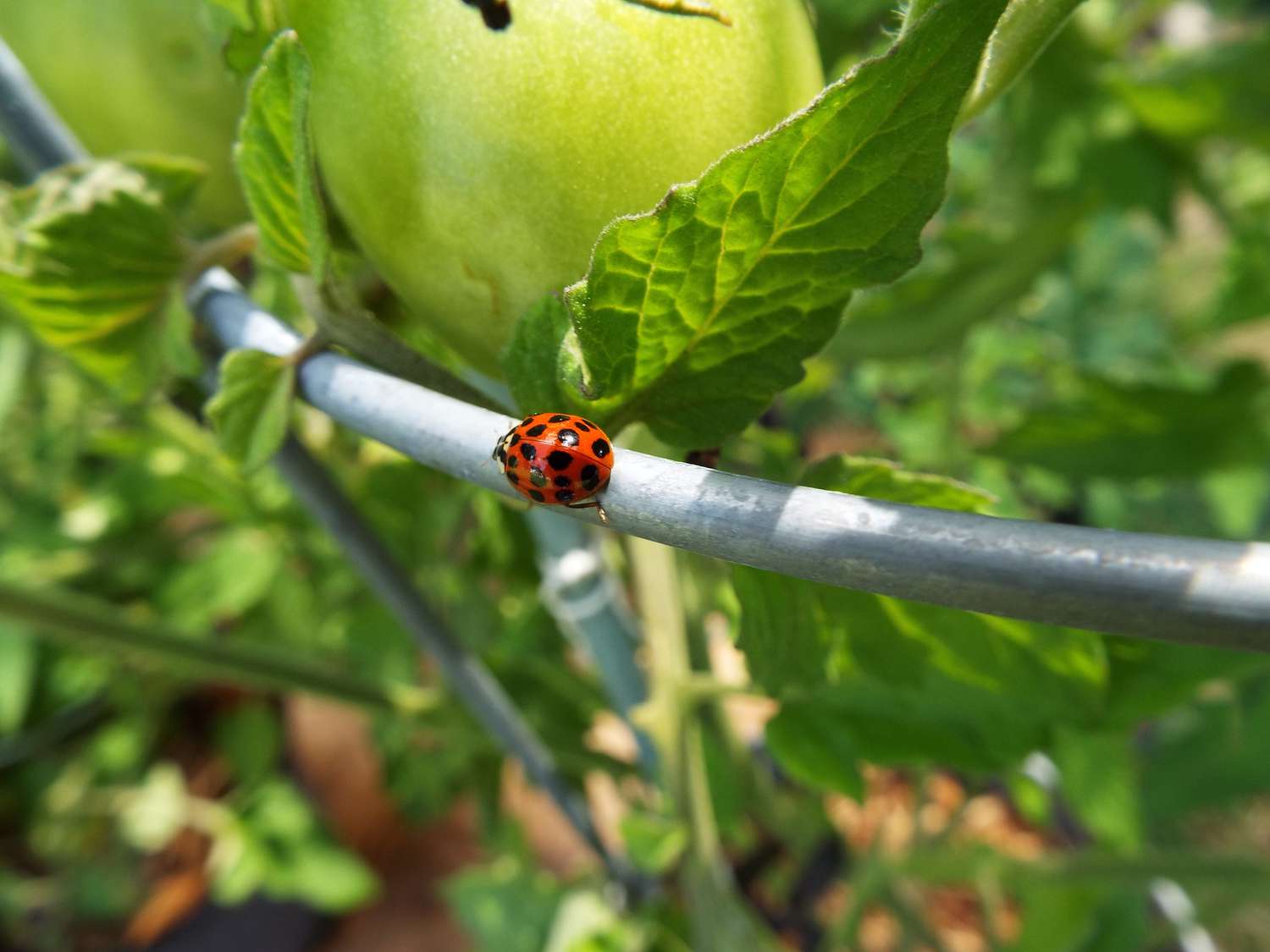 Why You Should not Purchase Ladybugs for Pest Management