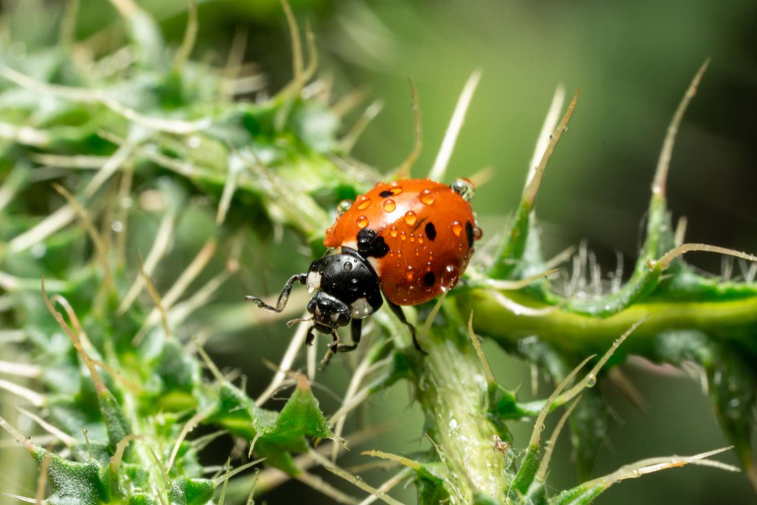 9 Shocking Info About Ladybugs