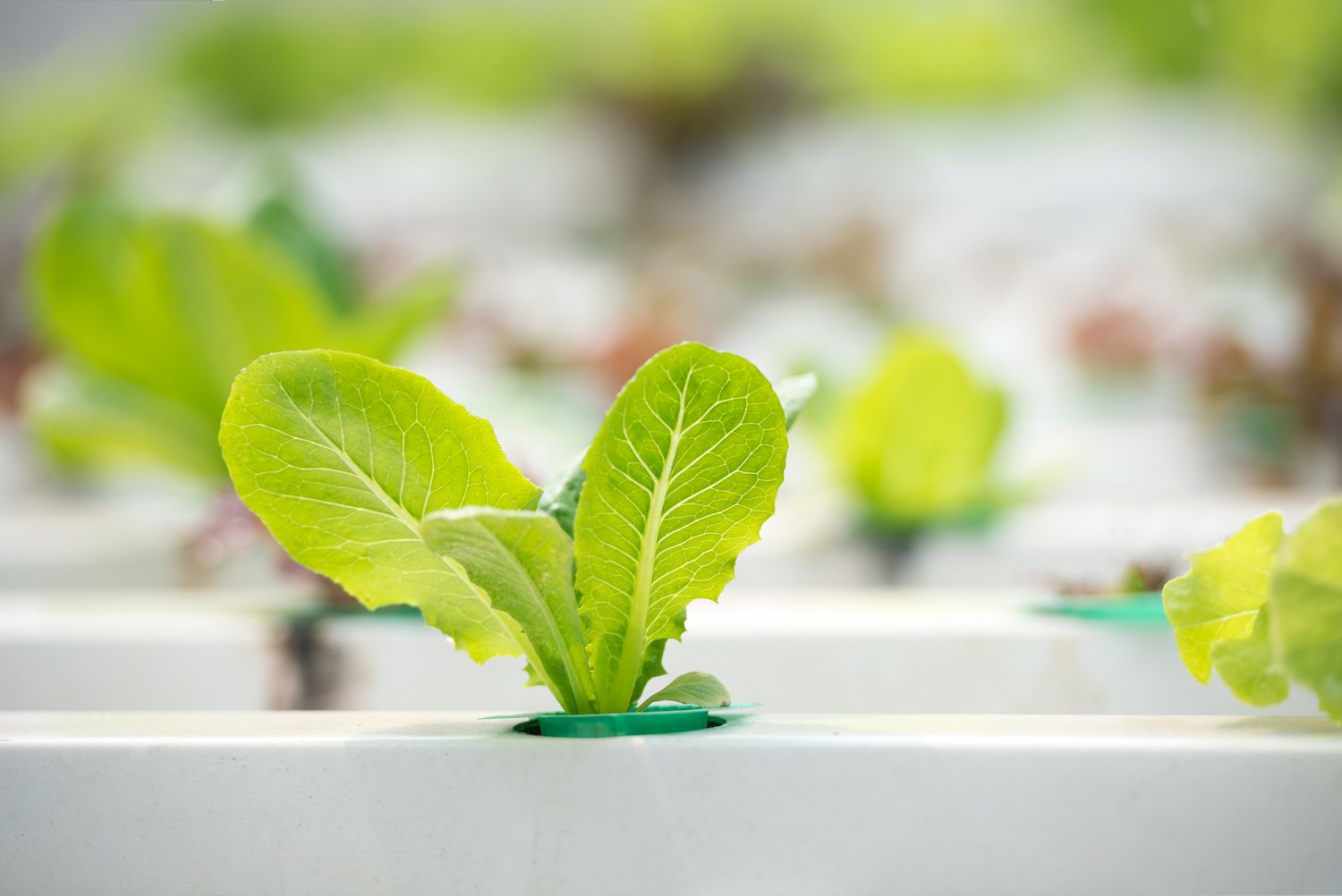 Develop Hydroponic Lettuce: Plant Care Ideas