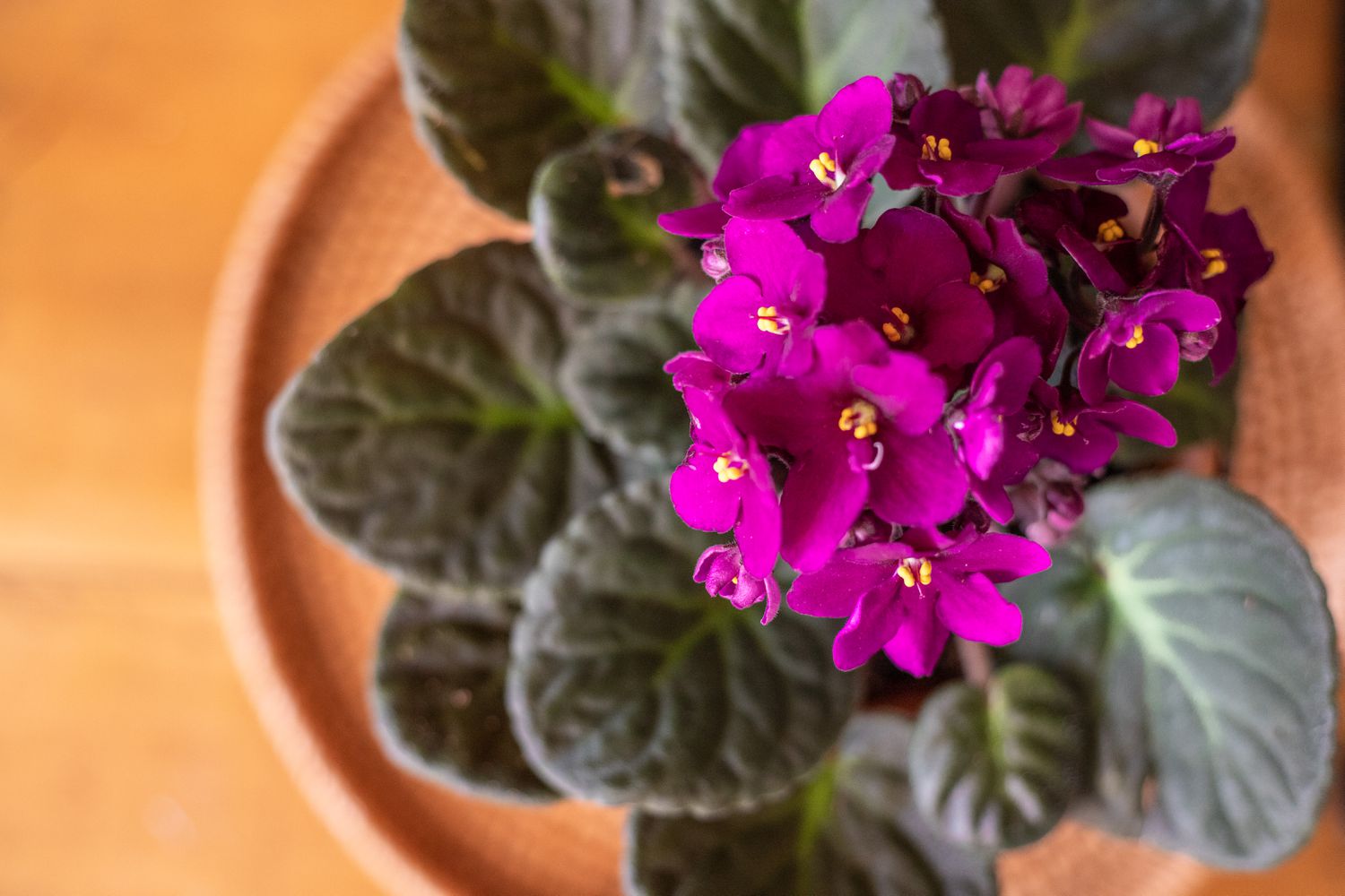 10 of the Most Lovely Indoor Flowering Crops