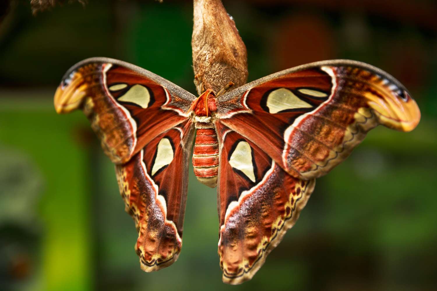 20 Moth Species Extra Lovely Than Butterflies