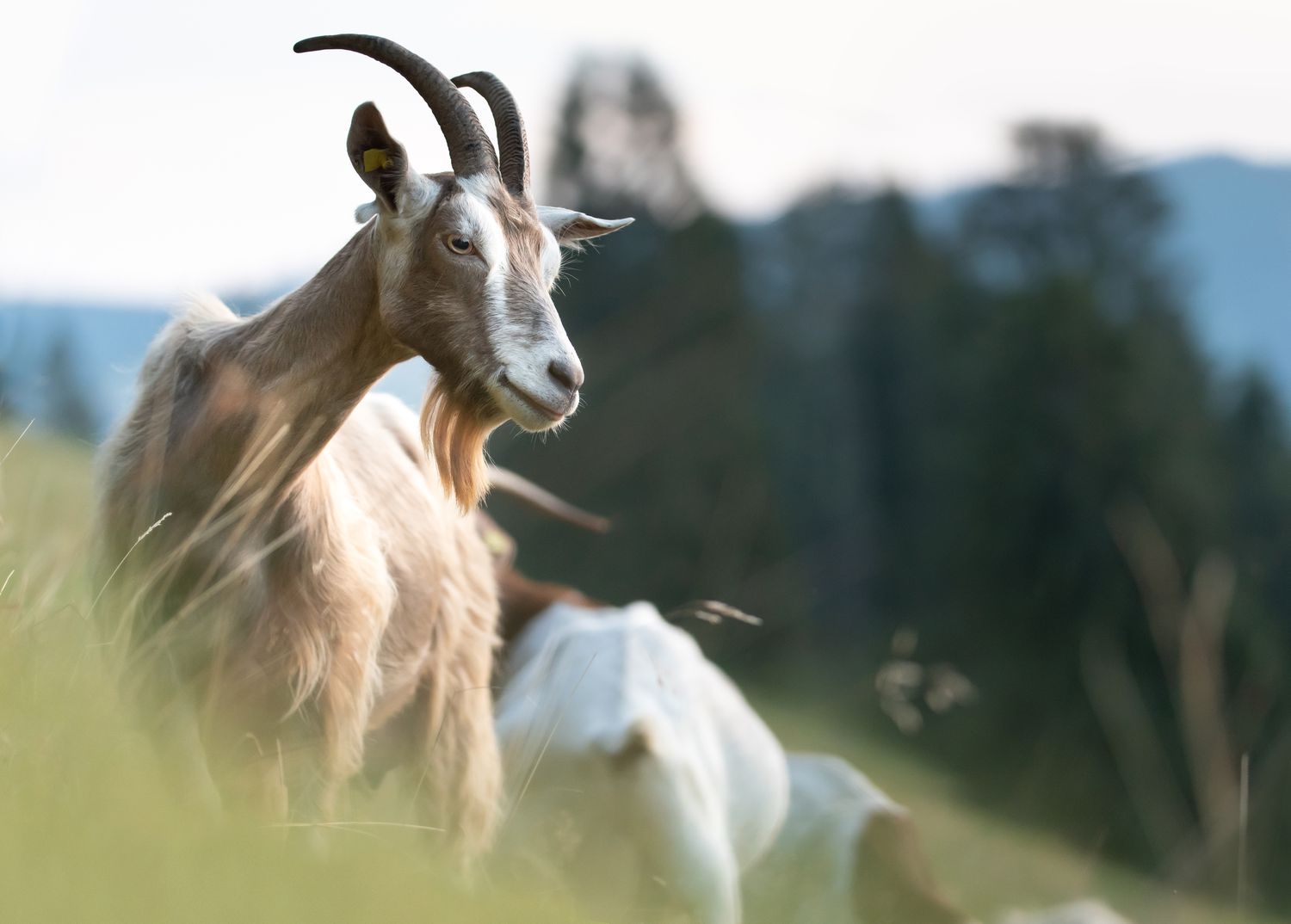 The Advantages of Elevating Goats on a Small Farm