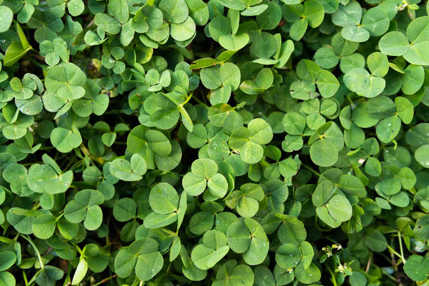 Find out how to Plant a Clover Garden