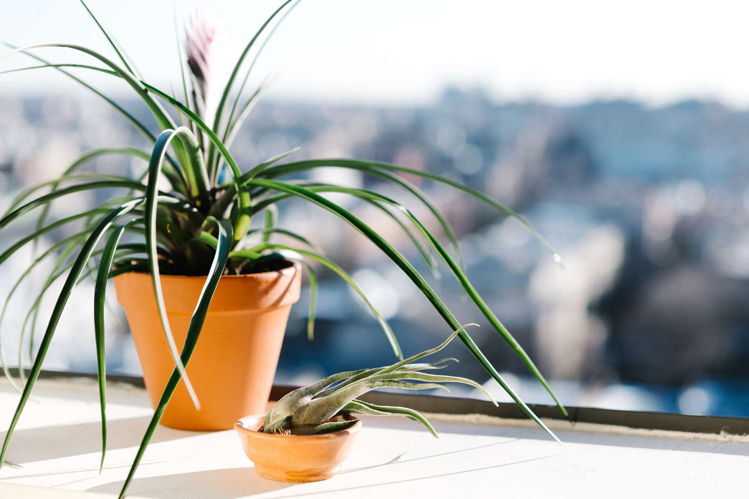 Learn how to Take care of Houseplants Through the Winter