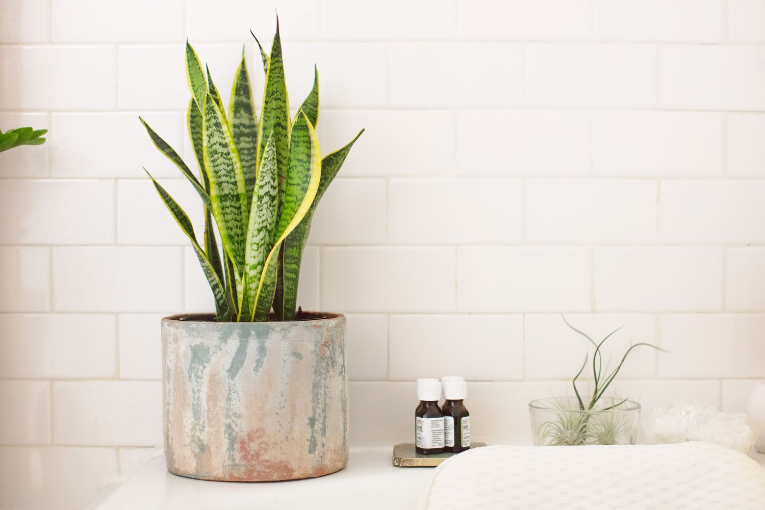 10 Bathe Vegetation That Wish to Dwell in Your Rest room