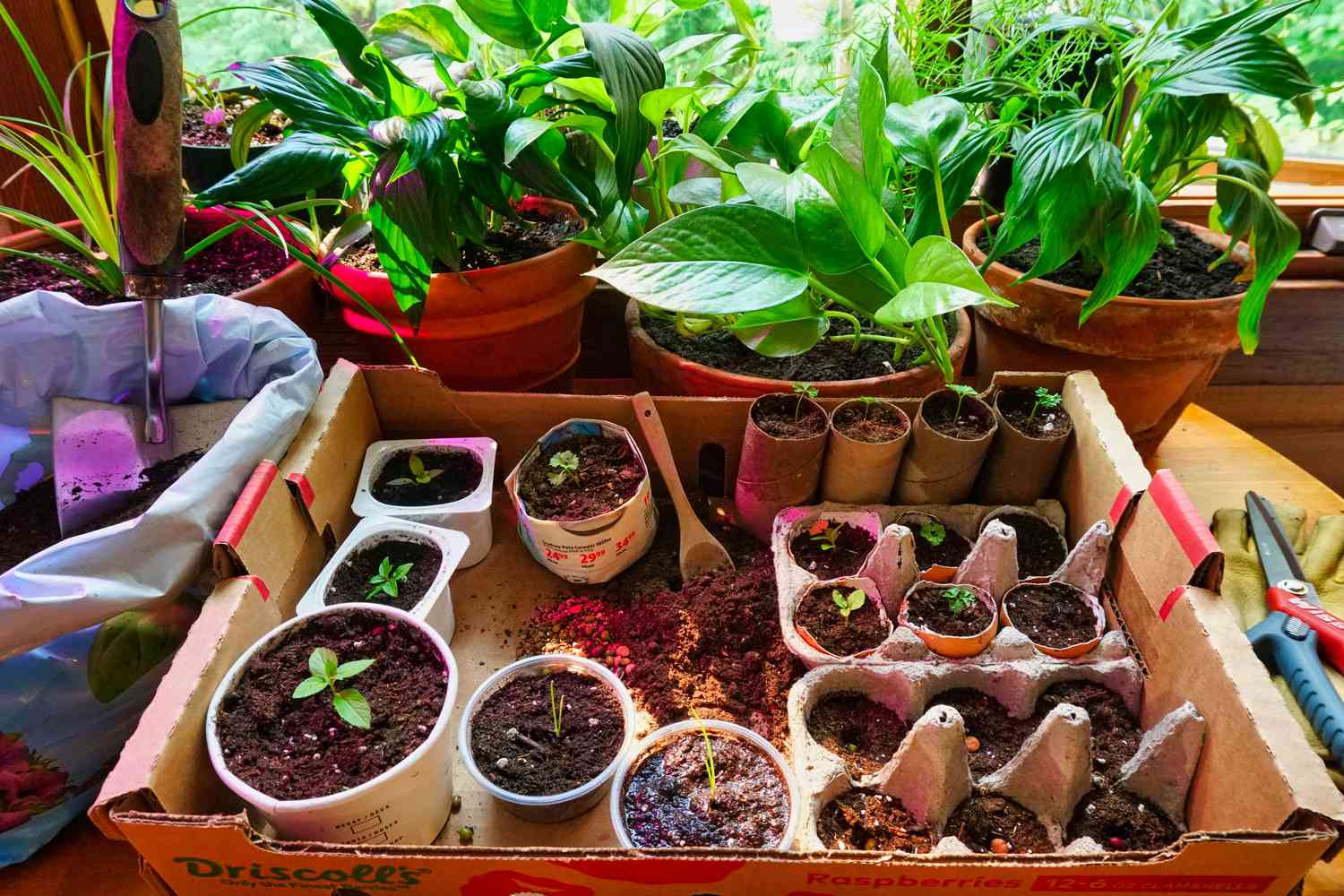 7 DIY Seed Pots From Widespread Family Gadgets for Beginning Seeds Indoors