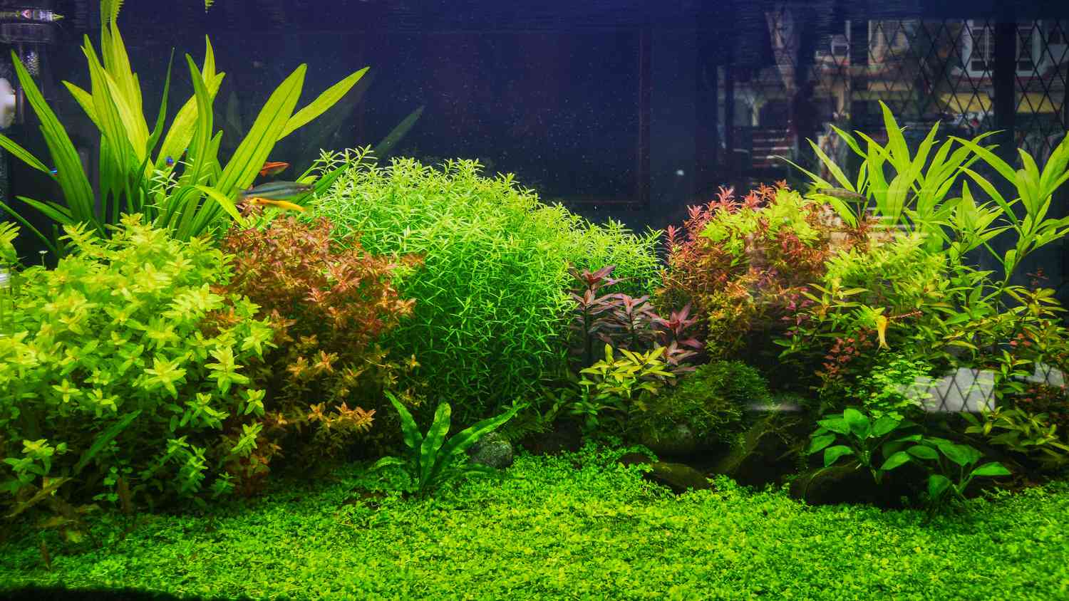 18 Stay Aquarium Vegetation You and Your Fish Will Love