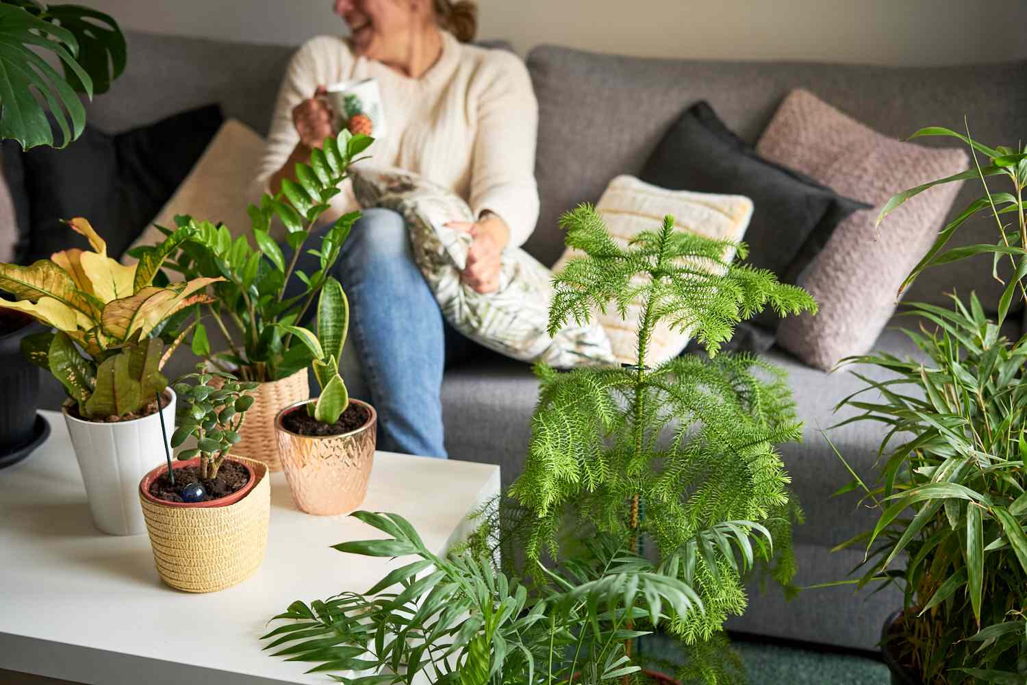 12 Giant Indoor Crops to Make a Inexperienced Assertion