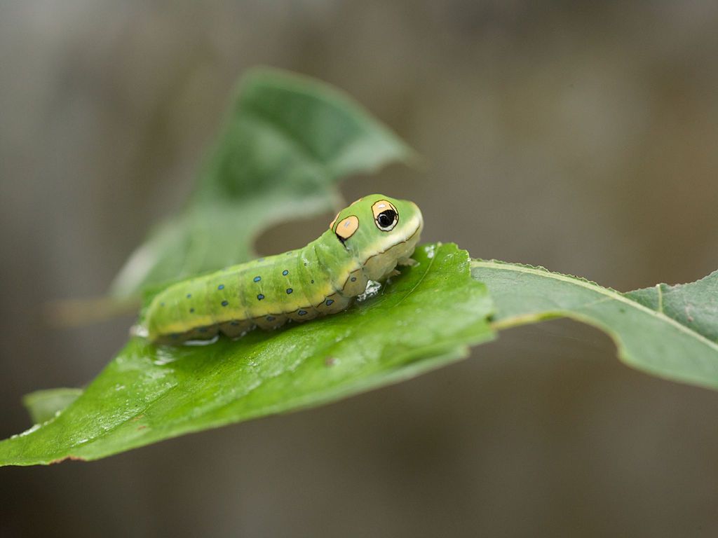 Outstanding Varieties of Caterpillars and What They Turn out to be