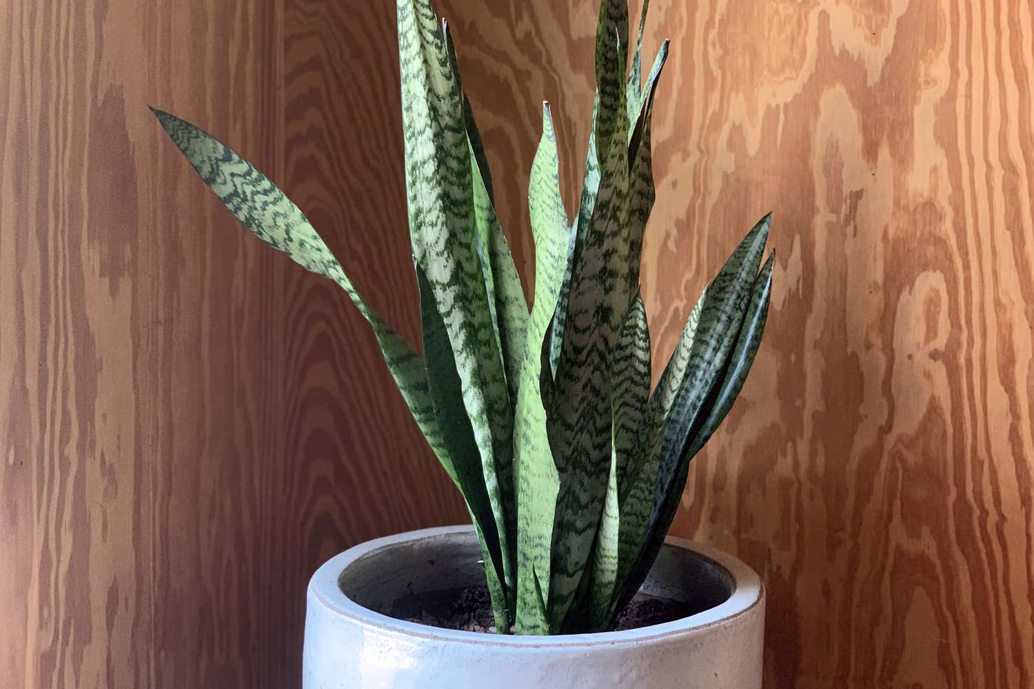 15 Indoor Vegetation That Can Deal with Low Gentle