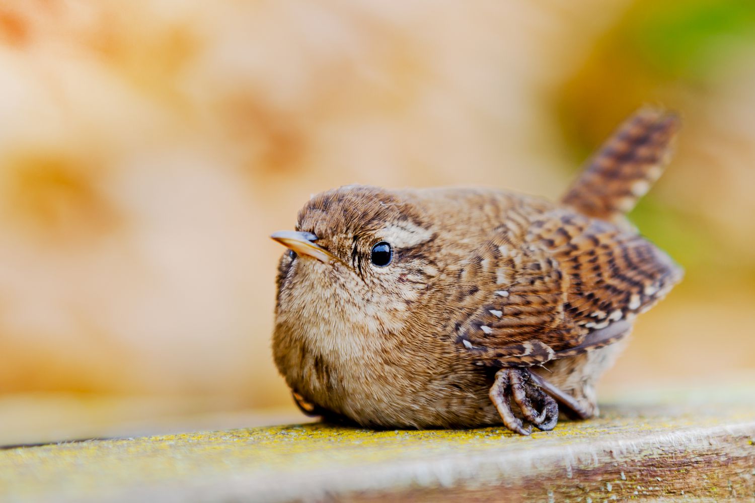 Your Home Is Killing Birds, This is What to Do