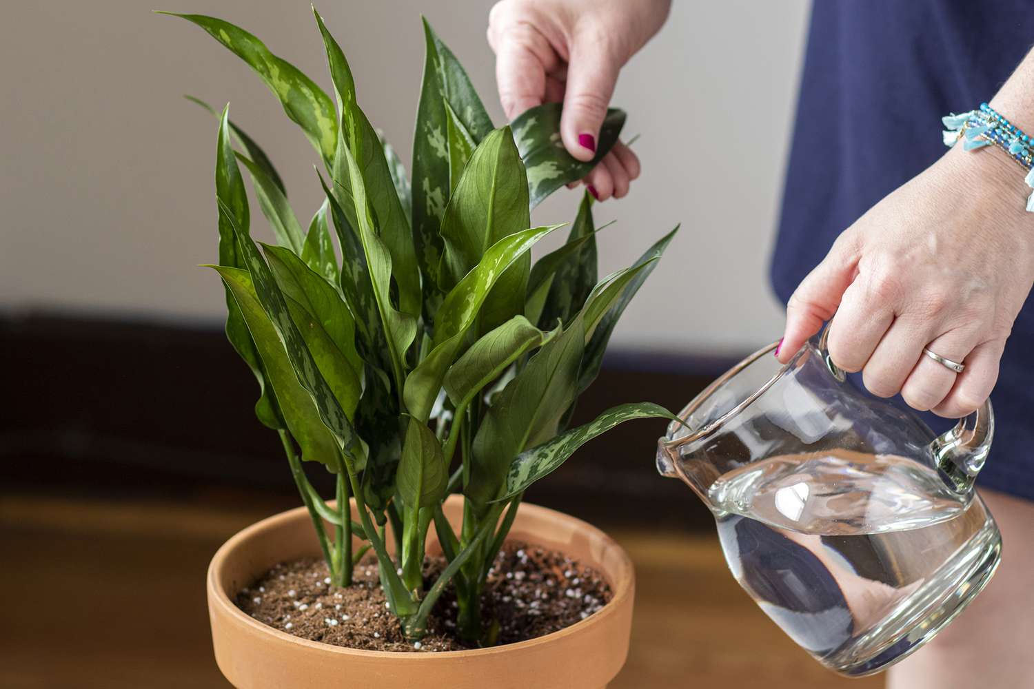 The way to Water Houseplants Appropriately